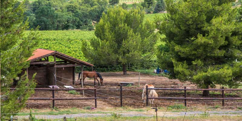parc-abri-cheval-ecuries-olivier